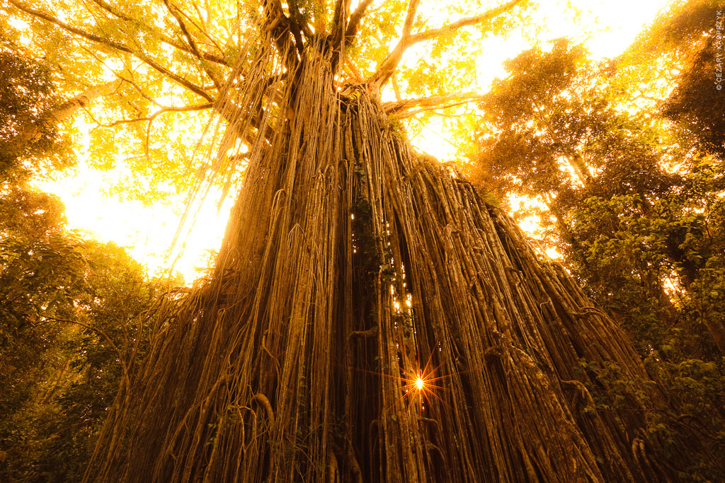 Cezary Kasprzyk Photography - Australia - Atherton Tableland - Curtain Fig Tree - 2011
