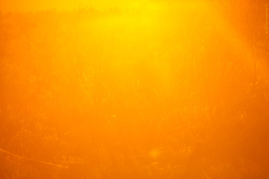 Cezary Kasprzyk Photography - Australia - Cape Le Grand National Park - Kangaroos - 2011