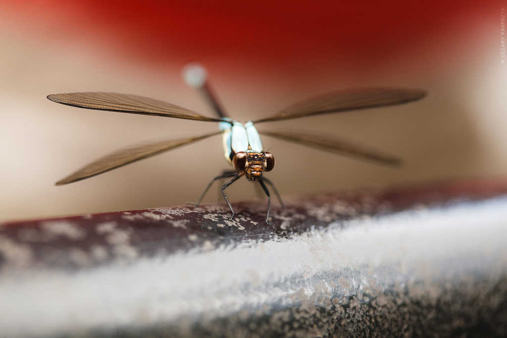 Cezary Kasprzyk Photography - Australia - Queensland - Dragonfly - 2011