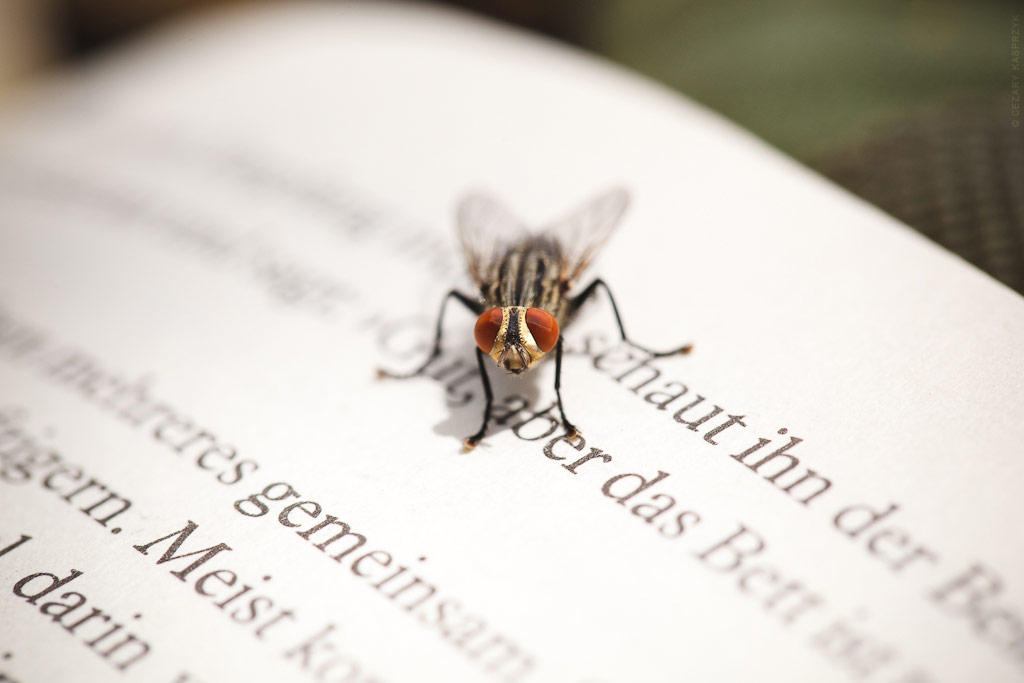 Cezary Kasprzyk Photography - Australia - Red Centre Way - Fly - 2011