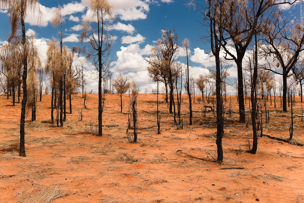 Cezary Kasprzyk Photography - Australia - Uluru-Kata Tjuta National Park - Trees - 2011