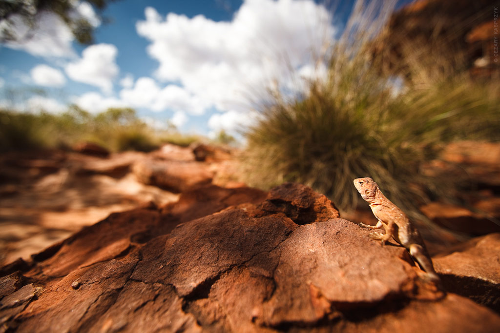 Cezary Kasprzyk Photography - Australia - Watarrka National Park - Kings Canyon - Lizard - 2011