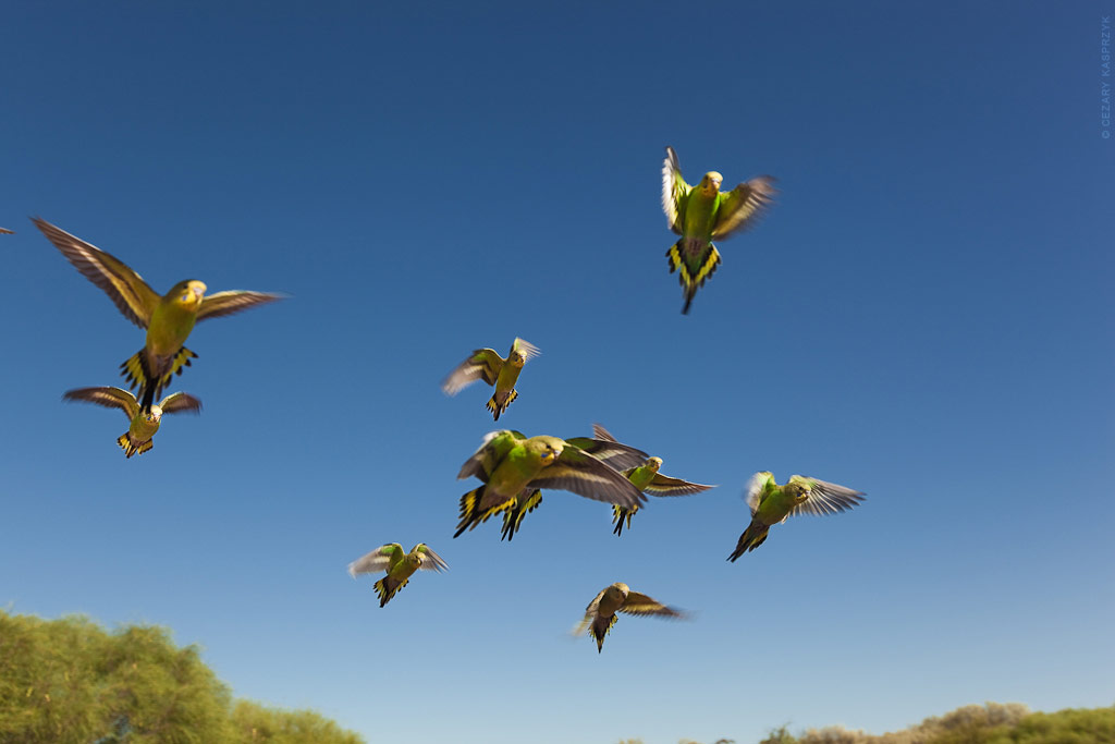 Cezary Kasprzyk Photography - Australia - Western Australia - Budgies - 2011