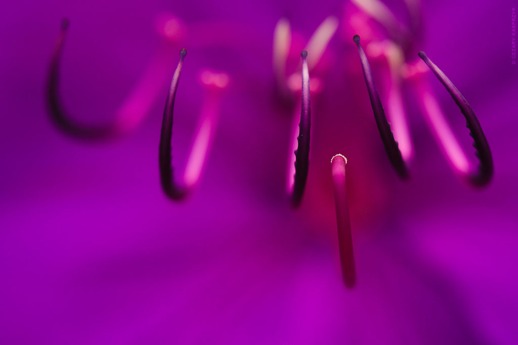 Cezary Kasprzyk Photography - Indonesia - Bali - Flower - Pistil - Purple - 2012