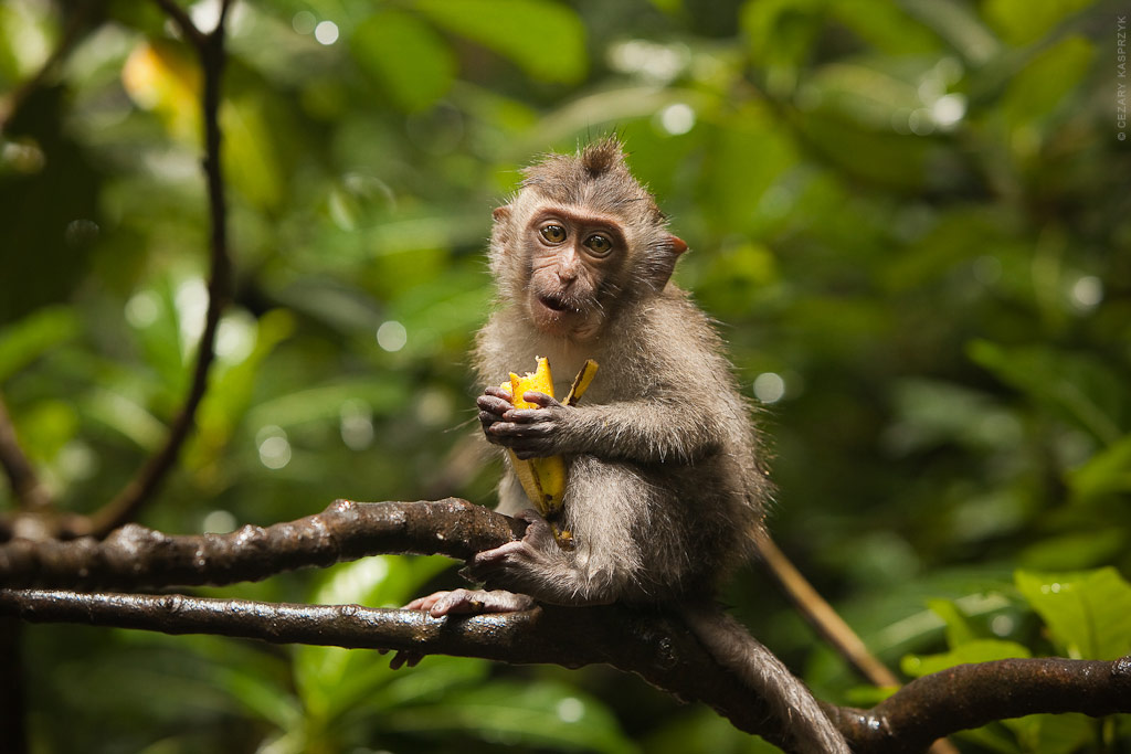 Cezary Kasprzyk Photography - Indonesia - Bali - Ubud - Monkey Forest - 2012