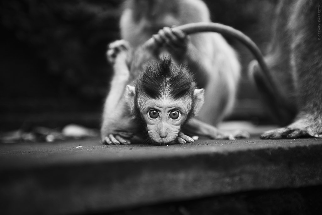 Cezary Kasprzyk Photography - Indonesia - Bali - Ubud - Monkey Forest - 2012