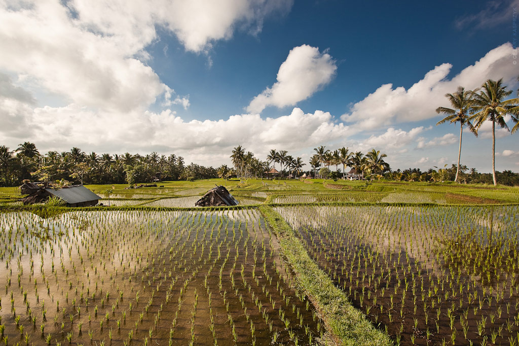 Cezary Kasprzyk Photography - Indonesia - Bali - Ubud - Rice Paddy Fields - 2012