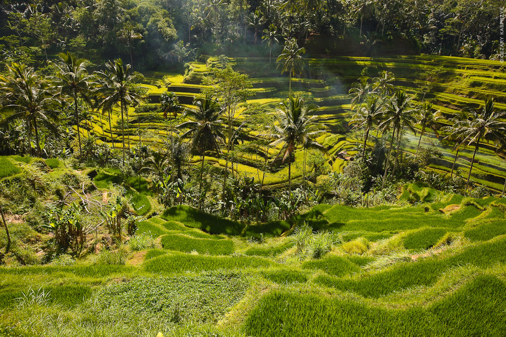 Cezary Kasprzyk Photography - Indonesia - Bali - Ubud - Rice Paddy Fields - 2012