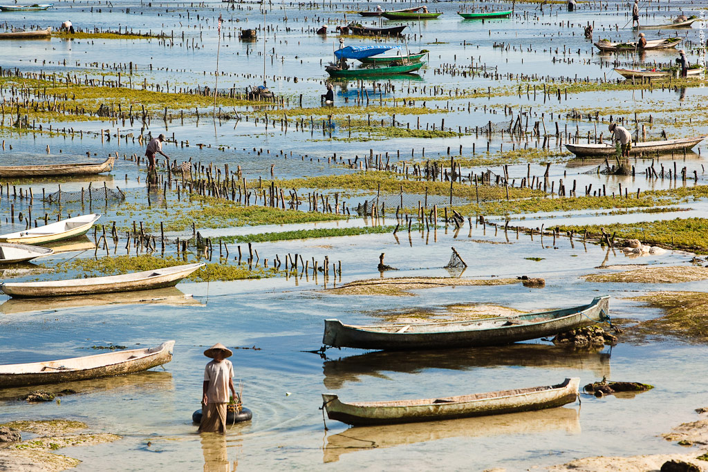 Cezary Kasprzyk Photography - Indonesia - Nusa Lembongan - Seaweed Farms - 2012