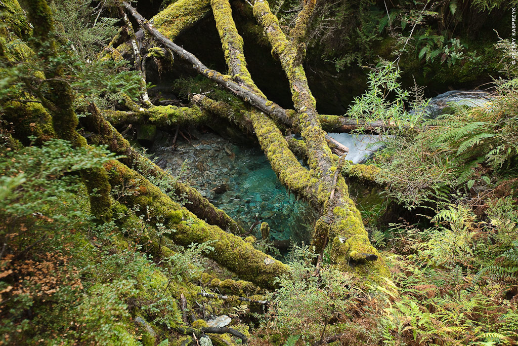 Cezary Kasprzyk Photography - New Zealand - Dart-Rees Track - Blue Water & Green Moss - 2010
