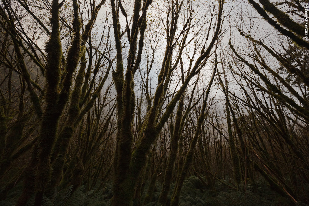 Cezary Kasprzyk Photography - New Zealand - Milford Track - Trees - 2010