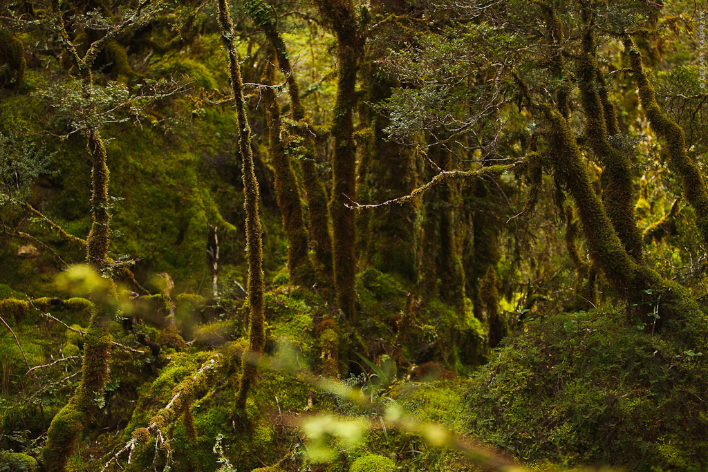 Cezary Kasprzyk Photography - New Zealand - Routeburn-Track - Magic Forest - 2010